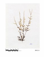 藏品(橙色絲帶苔本亞種)的圖片